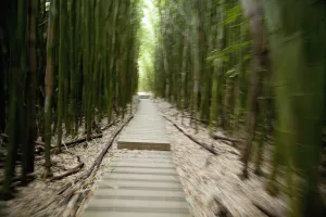 Hawaii, Maui, Kipahulu, Haleakala National Park, Trail through bamboo forest on the Pipiwai trail Hawaii, Maui, Kipahulu, Haleakala National Park, Trail through bamboo forest on the Pipiwai trail