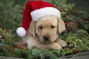 Hawaii, Maui, Labrador Retriever Puppy With Santa Hat In A Christmas Wreath Hawaii, Maui, Labrador Retriever Puppy With Santa Hat In A Christmas Wreath