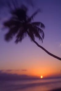 Hawaii, Maui, Olowalu, Palm Tree Over The Beach At Sunset Hawaii, Maui, Olowalu, Palm Tree Over The Beach At Sunset