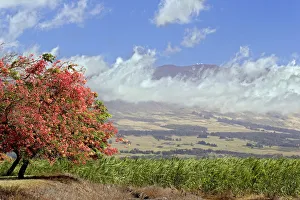 Hawaii, Maui, Science City At The Top Of Haleakala Volcano Can Be Seen In This Upcountry Hawaii, Maui, Science City At The Top Of Haleakala Volcano Can Be Seen In This Upcountry