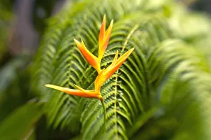 Hawaii, Maui, Single Heliconia Nickeriensis In Front Of Fern Leaves, Selective Focus Hawaii, Maui, Single Heliconia Nickeriensis In Front Of Fern Leaves, Selective Focus