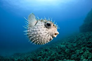 Hawaii, Maui, Spotted Porcupinefish (Diodon Hystrix) Swims Along The Ocean Floor Hawaii, Maui, Spotted Porcupinefish (Diodon Hystrix) Swims Along The Ocean Floor