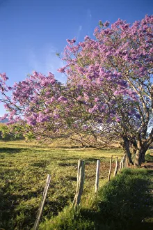 Hawaii, Maui, Upcountry With Jacaranda Tree, Blue Skies, And Fence Hawaii, Maui, Upcountry With Jacaranda Tree, Blue Skies, And Fence