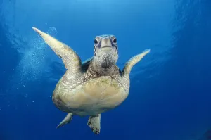Hawaii, Maui, Front View Of Green Sea Turtle Midwater (Chelonia Mydas) A77A Hawaii, Maui, Front View Of Green Sea Turtle Midwater (Chelonia Mydas) A77A