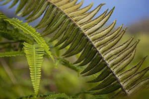 Hawaii, Maui, Waihee, A closeup of green fern with seeds Hawaii, Maui, Waihee, A closeup of green fern with seeds