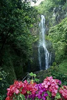 Images Dated 5th December 1996: Hawaii, Maui, Wailua Waterfall And Rainforest, Bougainvillea In Foreground B1605