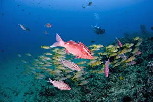 Hawaii, Maui, Whitesaddle goatfish (Parupeneus porphyreus), in the foreground Hawaii, Maui, Whitesaddle goatfish (Parupeneus porphyreus), in the foreground