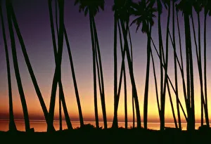 Hawaii, Molokai, Kapuaiwa Coconut Grove, Palm Tree Trunks Silhouetted At Sunset Hawaii, Molokai, Kapuaiwa Coconut Grove, Palm Tree Trunks Silhouetted At Sunset