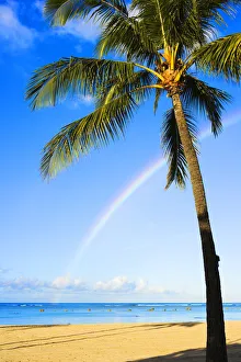 Hawaii, Oahu, Honolulu, Ala Moana Beach Park, Palm Tree And Rainbow Hawaii, Oahu, Honolulu, Ala Moana Beach Park, Palm Tree And Rainbow