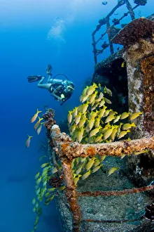 Hawaii, Oahu, School Of Blue Striped Snapper Fish ; Waikiki, Diver Exploring Sea Hawaii, Oahu, School Of Blue Striped Snapper Fish ; Waikiki, Diver Exploring Sea