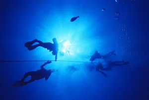 Hawaii, Oahu, Silhouette Of Scuba Divers Near The Surface Above Mahi Wreck, Ascending Hawaii, Oahu, Silhouette Of Scuba Divers Near The Surface Above Mahi Wreck, Ascending