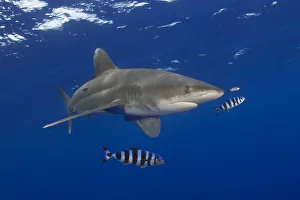 Hawaii, Oceanic Whitetip Shark (Carcharhinus Longimanus) With Pilot Fish Hawaii, Oceanic Whitetip Shark (Carcharhinus Longimanus) With Pilot Fish