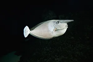 Hawaii, The Paletail unicornfish (Naso brevirostris) is called 'Kala lolo' in Hawaiian Hawaii, The Paletail unicornfish (Naso brevirostris) is called 'Kala lolo' in Hawaiian