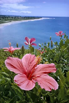 Images Dated 24th July 1997: Hawaii, Pink Hibiscus Overlooking Beach B1589