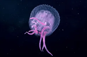 Hawaii, Pink Jellyfish Close-Up In Black Ocean Background Hawaii, Pink Jellyfish Close-Up In Black Ocean Background