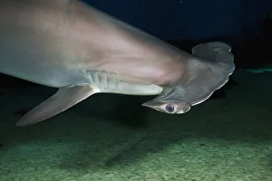 Hawaii, Scalloped hammerhead shark (Sphyrna lewini) on the ocean floor Hawaii, Scalloped hammerhead shark (Sphyrna lewini) on the ocean floor