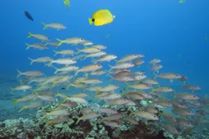 Hawaii, A School Of Yellowfin Goatfish (Mulloidichthys Vanicolensis) Hawaii, A School Of Yellowfin Goatfish (Mulloidichthys Vanicolensis)