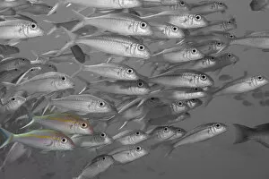 Images Dated 15th May 2006: Hawaii, Selective Black And White On A School Of Yellowfin Goatfish (Mulloidichthys Vanicolensis)