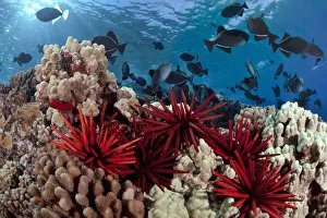 Hawaii, Slate pencil sea urchins (Heterocentrotus mammillatus) color the foreground of this Hawaiian reef scene with Hawaii, Slate pencil sea urchins (Heterocentrotus mammillatus) color the foreground of this Hawaiian reef scene with