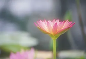 Hawaii, Soft Focus Close-Up Side View Of Pink Water Lily Outdoor On Plant, Blurry Hawaii, Soft Focus Close-Up Side View Of Pink Water Lily Outdoor On Plant, Blurry