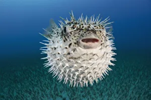 Hawaii, The spotted porcupinefish (Diodon hystrix) floating in deep blue pacific waters Hawaii, The spotted porcupinefish (Diodon hystrix) floating in deep blue pacific waters