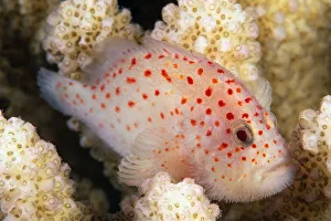 Hawaii, This Velvet Fish, Caracanthus Typicus, Is Only 2 Inches Long Hawaii, This Velvet Fish, Caracanthus Typicus, Is Only 2 Inches Long