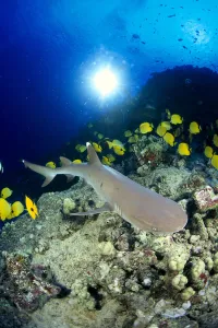 Hawaii, Whitetip Reef Shark (Triaenodon Obesus) Over Reef, Butterflyfish Sunburst A78F Hawaii, Whitetip Reef Shark (Triaenodon Obesus) Over Reef, Butterflyfish Sunburst A78F