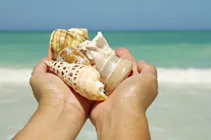 Hawaii, Woman's Hands Holding Seashells, Ocean In Background Hawaii, Woman's Hands Holding Seashells, Ocean In Background