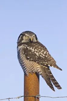 Hawk Owl Is Perched On A Fence Post Near Portage In Southcentral Alaska During Winter Hawk Owl Is Perched On A Fence Post Near Portage In Southcentral Alaska During Winter