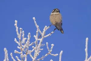 Hawk Owl Perched On Hoarfrosted Branches Near Girdwood On A Below Zero Degree Day In Hawk Owl Perched On Hoarfrosted Branches Near Girdwood On A Below Zero Degree Day In