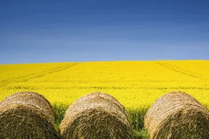 Hay Bales And Canola Field, North Yorkshire, England Hay Bales And Canola Field, North Yorkshire, England