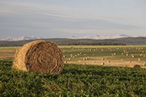 Hay Bales In A Field With Mountains In The Background At Sunrise; Alberta, Canada Hay Bales In A Field With Mountains In The Background At Sunrise; Alberta, Canada