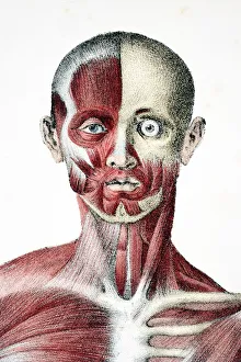 Head And Shoulders Of The Male Human Body Showing Muscles Sinews And Bones From The Head And Shoulders Of The Male Human Body Showing Muscles Sinews And Bones From The