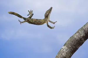Henkel's Leaf-Tailed Gecko In Mid Leap; Madagascar Henkel's Leaf-Tailed Gecko In Mid Leap; Madagascar