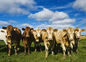 Herd Of Beef Cattle; Tiger Hills, Manitoba, Canada Herd Of Beef Cattle; Tiger Hills, Manitoba, Canada