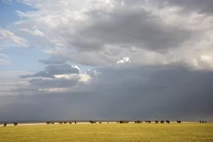 Herd Of Elephants With Dramatic Clouds In Lake Manyara National Park; Tanzania Herd Of Elephants With Dramatic Clouds In Lake Manyara National Park; Tanzania