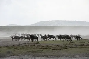 Herd Of Wildebeest (Connochaetes Taurinus) Stirs Up Dust While Moving Across Serengeti Herd Of Wildebeest (Connochaetes Taurinus) Stirs Up Dust While Moving Across Serengeti