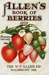 Historic Allens Book Of Berries With Illustration Of Strawberries From 20th Century Historic Allens Book Of Berries With Illustration Of Strawberries From 20th Century
