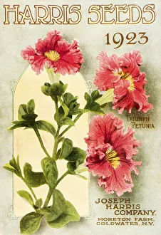 Historic Harris Seeds Catalog With Illustration Of Triumph Petunia Flower From 20th Historic Harris Seeds Catalog With Illustration Of Triumph Petunia Flower From 20th