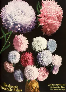 Historic Illustration Of Hendersons Aster Flowers From Seed Catalog From The 20th Century Historic Illustration Of Hendersons Aster Flowers From Seed Catalog From The 20th Century