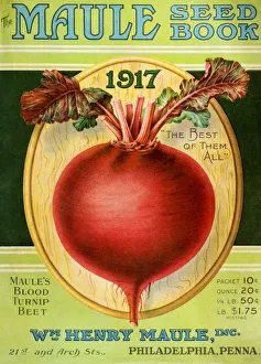 Historic Maules Seed Book With Illustration Of Blood Turnip Beet From 20th Century Historic Maules Seed Book With Illustration Of Blood Turnip Beet From 20th Century