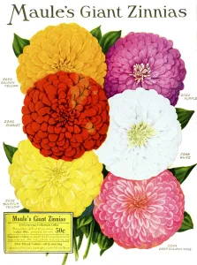 Historic Maules Seed Catalog With Illustration Of Giant Zinnnias Flower From 20th Century Historic Maules Seed Catalog With Illustration Of Giant Zinnnias Flower From 20th Century