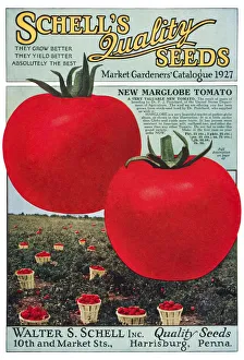 Historic Schells Seed Catalog With Illustration Of Marglobe Tomato From 20th Century Historic Schells Seed Catalog With Illustration Of Marglobe Tomato From 20th Century