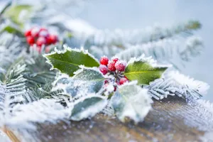 A Holly Branch With Berries And Fir Boughs Covered In Frost On A Wooden Board In Selective Focus; British Columbia A Holly Branch With Berries And Fir Boughs Covered In Frost On A Wooden Board In Selective Focus; British Columbia