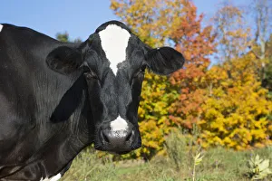 Holstein Dairy Cow In Autumn Pasture; Salem, New York, United States Of America Holstein Dairy Cow In Autumn Pasture; Salem, New York, United States Of America
