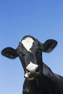 Holstein Dairy Cow; Granby, Connecticut, United States Of America Holstein Dairy Cow; Granby, Connecticut, United States Of America