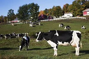 Holstein Dairy Cows In Autumn Pasture; Salem, New York, United States Of America Holstein Dairy Cows In Autumn Pasture; Salem, New York, United States Of America