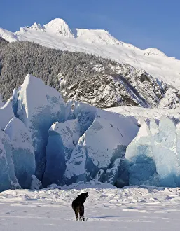 Howling On A Winter Afternoon A Black Wolf Calls Pack At The Face Of Mendenhall Glacier Howling On A Winter Afternoon A Black Wolf Calls Pack At The Face Of Mendenhall Glacier