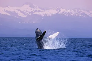 Humpback Breaching In Inside Passage W/Fairweather Range Southeast Alaska Summer Humpback Breaching In Inside Passage W/Fairweather Range Southeast Alaska Summer