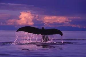 Humpback Fluke @ Sunset Lynn Canal Se Ak Composite Summer Humpback Fluke @ Sunset Lynn Canal Se Ak Composite Summer